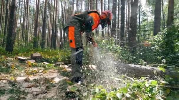 Deforestation, forest cutting concept. Wood is getting sawn by the worker with the shavings flying around — Stock Video