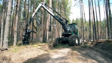 Traktör çam ları hasat ediyor ve onları biçiyor. Ormansızlaşma, orman kesme konsepti.