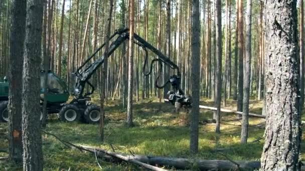 La macchina sta lavorando e tagliando tronchi di pino — Video Stock