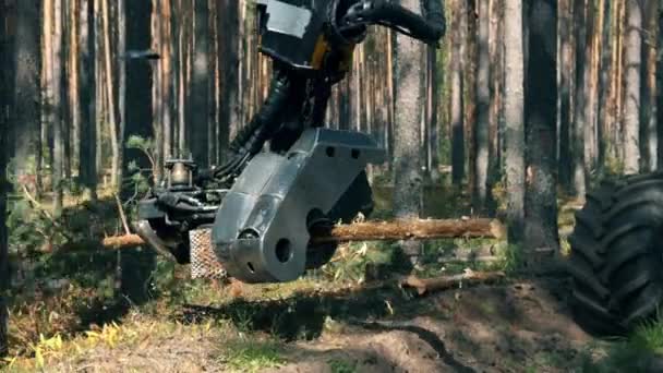 Gekapt grenen wordt door het industriële voertuig gesneden. Ontbossing, forest Cutting concept. — Stockvideo