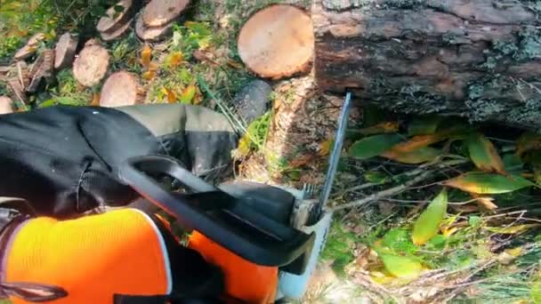 Kettingzaag tijdens het snijden van de boom in ronde stukken — Stockvideo