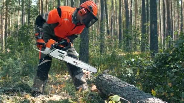 Woodman hackas ett träd med en motorsåg. Skogsavverkning, skogs skär koncept. — Stockvideo