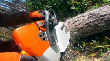 Ahşap gövde elektrikli testereyle biçilmiş oluyor.