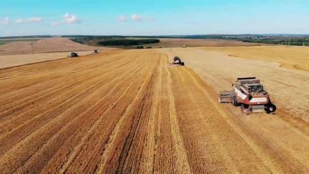 Máquinas de colheita numa grande quinta. Vista aérea do moderno trigo de colheita de combinar — Vídeo de Stock