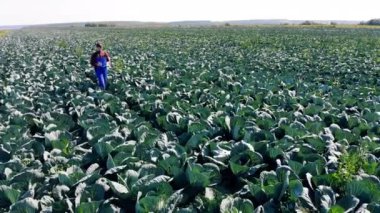 Profesyonel tarım uzmanı lahana tarlasında yürüyor..