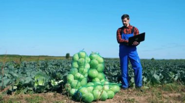 Laptoplu tarım işçisi lahana dolu paketleri kontrol ediyor..