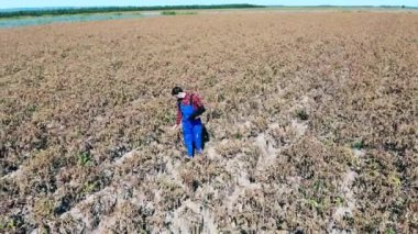 Tarım işçisi kuru ekinlerle büyük tarlaları kontrol ediyor, dizüstü bilgisayarla yürüyor.