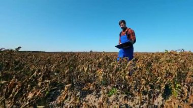 Dizüstü bilgisayarlı bir tarım uzmanı ekinlerle dolu bir tarlada yürüyor. Bir tarla çiftçisi.