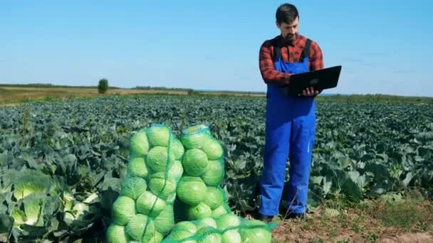 Landbouwwerker werkt met laptop tijdens het controleren van kool. — Stockvideo