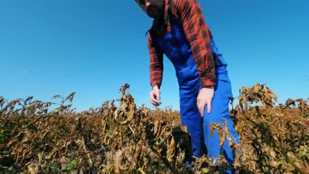 Landarbeiter kontrolliert Trockenfrüchte auf einem Feld. — Stockvideo