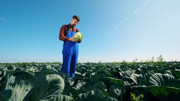 Trabajador agrícola se para en un campo, examinando la col . — Vídeo de stock