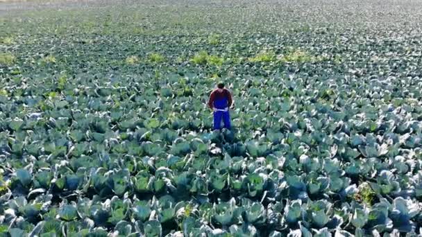 Un hombre de uniforme controla el cultivo de repollo en un campo . — Vídeos de Stock