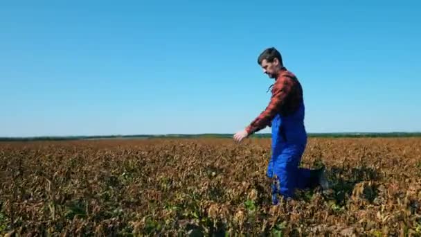 Agricultural worker walks on a field with dry crops. — Stock Video