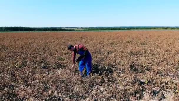 Сільськогосподарський робітник з ноутбуком ходить по полю, перевіряючи посіви . — стокове відео