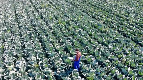 O trabalhador agrícola examina o repolho no grande campo. Agricultor num campo agrícola . — Vídeo de Stock