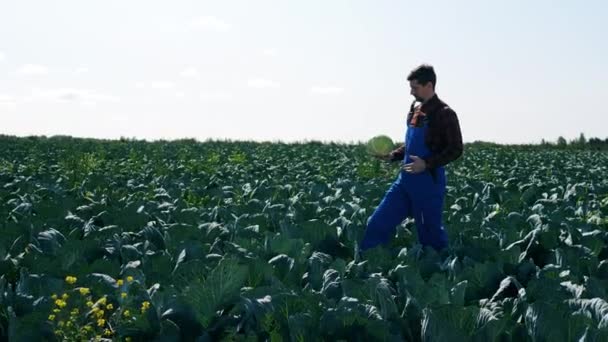 Lantbrukare går på ett fält med kål. Jordbrukare på jordbruksmark. — Stockvideo