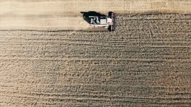 Viele Kombinatoren, die auf einem Getreidefeld arbeiten. Mähdrescher im Einsatz. — Stockvideo