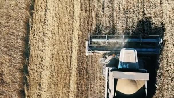 A harvester plows field with crops. Aerial view of modern combine harvesting wheat — Stock Video