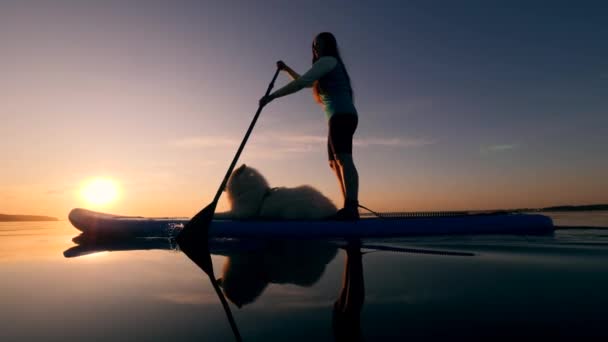 Menina vai paddleboarding com cão branco . — Vídeo de Stock