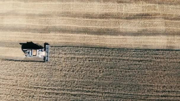 Une moissonneuse conduisant dans un champ, labourant dans une ferme. Concept de récolte . — Video