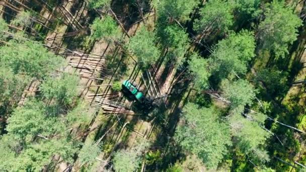 Uitzicht van boven het dennenbos wordt geoogst. Ontbossing, bosbewerkingsconcept. — Stockvideo