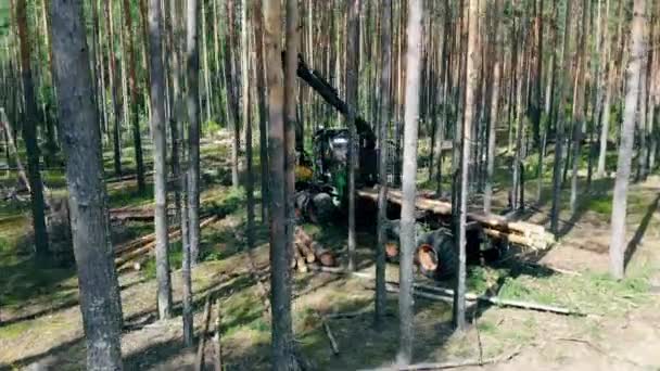 Industriell skördare lastar avverkad skog. Skog, trädavverkning, flygvy. — Stockvideo