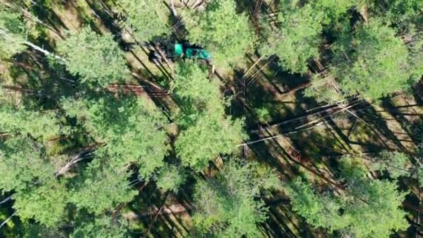 Vue du dessus des pins qui se font couper par le camion de récolte — Video