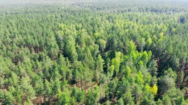 Panoramisch uitzicht op een groot groen bos — Stockvideo