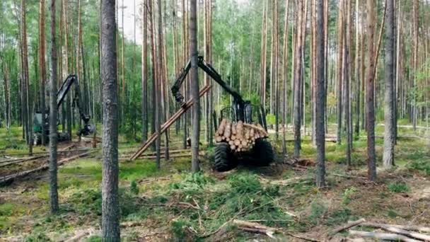 Odlesňování, koncepce kácení lesa. Nakládání řezaných borovic držených těžebním vozidlem — Stock video