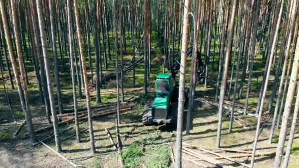 Erdőirtás, erdőkivágás. Az erdőt elvágja a betakarító jármű. — Stock videók
