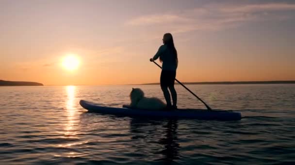 Une fille va dîner avec un chien sur un fond de coucher de soleil . — Video