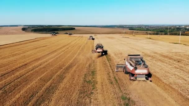 Las cosechadoras trabajan en un gran campo . — Vídeos de Stock