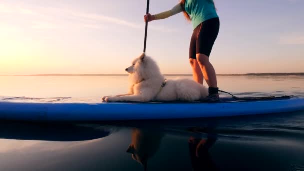 女性がパドルを使用している間、犬はボード上に横たわっています. — ストック動画