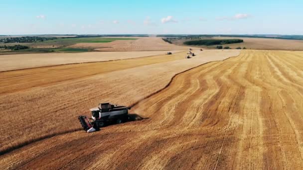 Erntemaschine bewegt sich auf einem Feld und pflügt Getreide. — Stockvideo