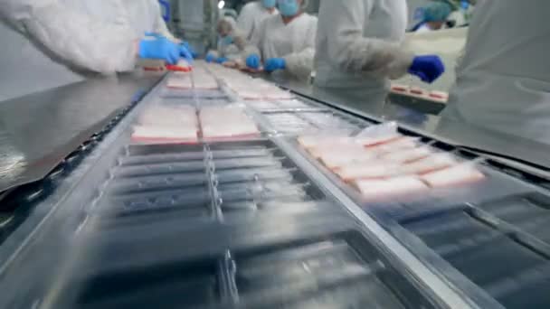 Produktionslinie für Lebensmittel verarbeitende Fabrik. Industriearbeiter füllen Packteller mit Fischprodukten — Stockvideo
