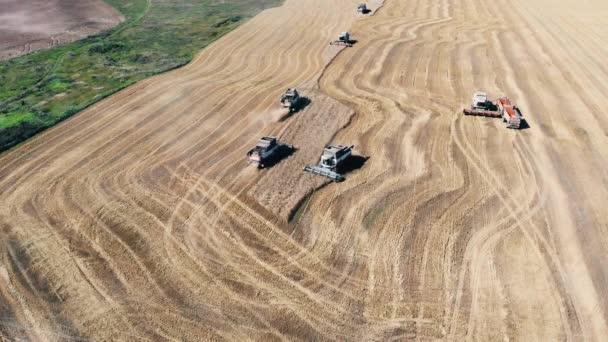 Working combiners plow a big field. Aerial view. — Stock Video