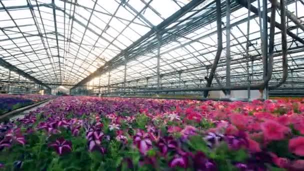 A lila és fehér virágok cserépben nőnek egy üvegházban.. — Stock videók