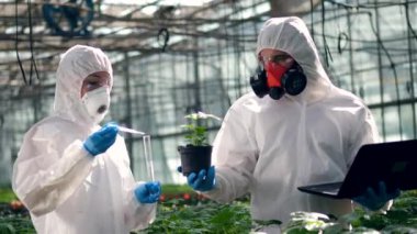 Agronomlar bitkilerle dolu bir kaba kimyasallar koydular. Bilim adamları zehirli böcek ilaçları, mahsullere böcek ilaçları sıkıyor..