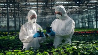 Botanikçiler saksıdaki bitkileri kontrol eder. Bilim adamları gıda ekimi üzerinde çalışıyor..