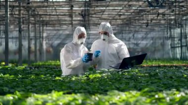 Biyologlar bitkileri kontrol ederken bir dizüstü bilgisayarla çalışırlar. Bilim adamları gıda ekimi üzerinde çalışıyor.