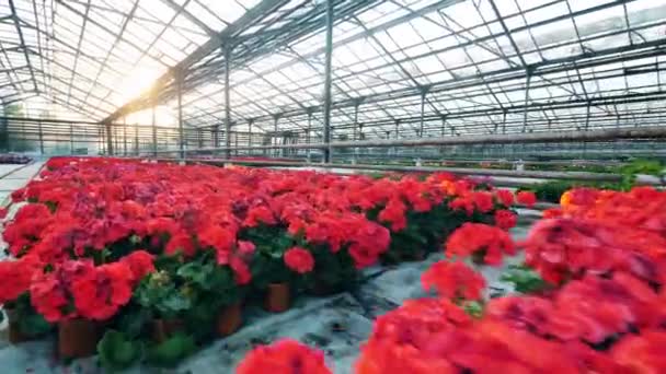 Flores rojas creciendo en un invernadero . — Vídeos de Stock