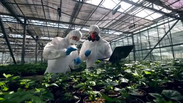 Two biologists in uniform work with plant in a greenhouse. — Stock Video