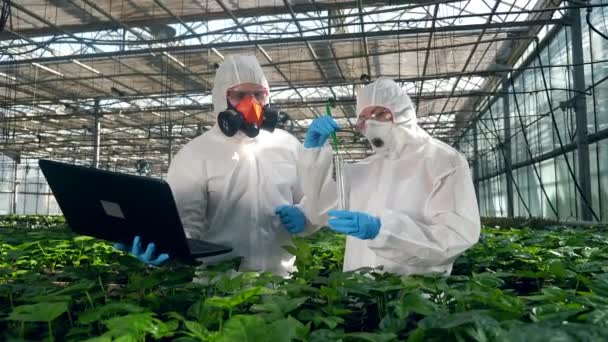 온실에서 일하는 사람들은 관에서 싹 이 나는지 확인 합니다. 식품 재배를 연구하는 과학자들 — 비디오