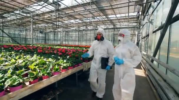 Dois botânicos caminham perto de vasos com plantas, verificando-os . — Vídeo de Stock