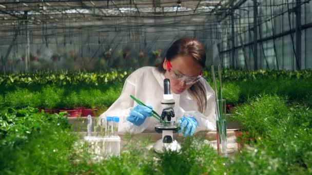 女性生物学家研究温室中的植物. — 图库视频影像