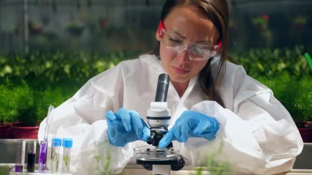 Un botánico trabaja con microscopio, revisando plantas . — Vídeo de stock