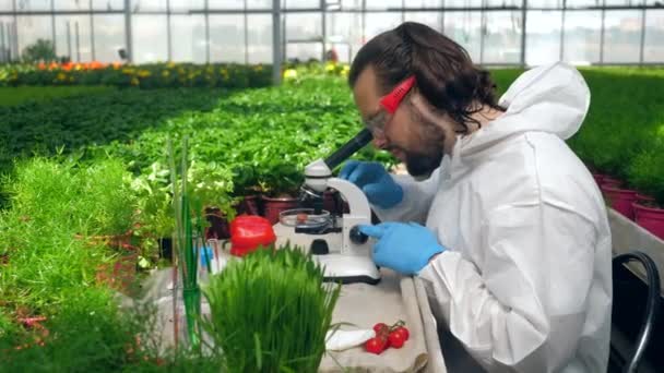 Botánico masculino trabaja con microscopio en invernadero . — Vídeos de Stock