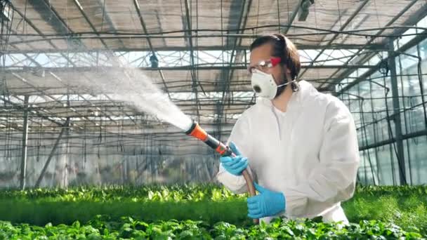 Ein Biologe wässert Pflanzen in Töpfen. Wissenschaftler versprühen giftige Pestizide, Insektizide auf Pflanzen. — Stockvideo
