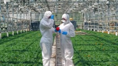 Tarım uzmanları kırmızı dolma biberi kontrol ediyor, serada çalışıyor..