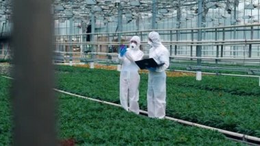 İki biyolog saksıdaki bitkileri kontrol ediyor. Gıda ekimi üzerinde çalışan bilim adamları.